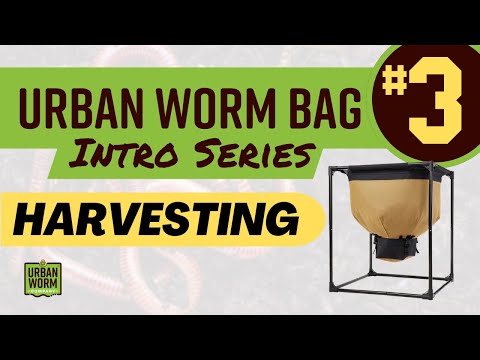 Urban Worm Bag Intro Series 3 of 3: Harvesting
