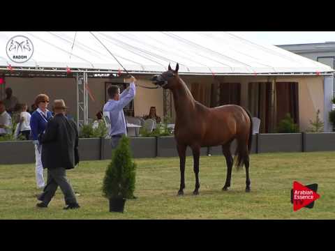 N.70 FLAMINIA - Radom 2017 - 7 Years Old and older Mares (Class 8)