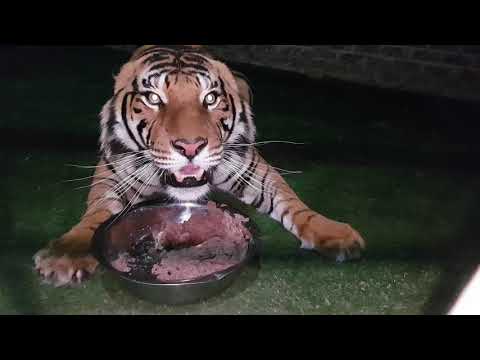 Will catnip calm down a possessive tiger?