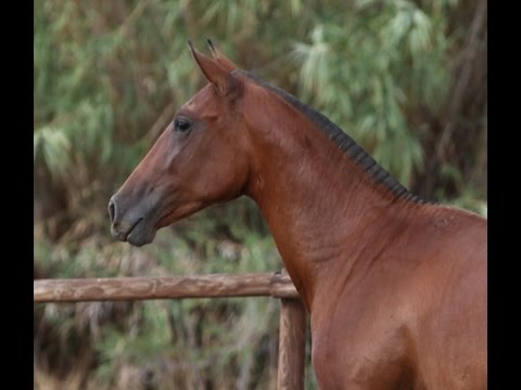 Nazareno Dimoba - Agosto 2016