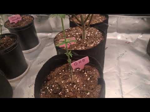 Explaining O H B Strain Cannabis Explained