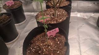 Explaining O.H.B Strain - Cannabis Explained