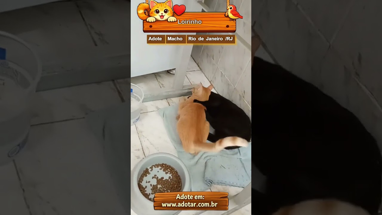 Gato raça SRD-ViraLata idade 7 a 11 meses nome Loirinho