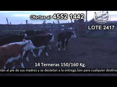 Lote 14 Terneras 11 HE c/  AA,  2 HE y 1 HE c/  RA. 150kg -  en El Curupí. Paso Zabala - a 6 km de R km 145,500