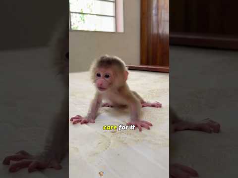 The monkey was abandoned by his mother.#animals #love #lovestory #fyp #youtube #youtubeshorts