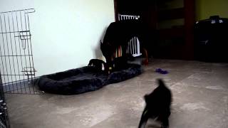 Puppies and Arabella .MOV