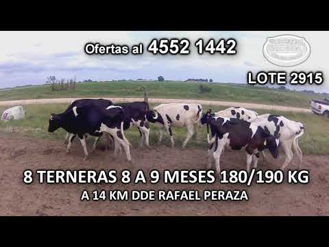 Lote 8 Terneras 8 HO 180/190 Kgkg -  en Colonia Mac Meecan- A 14 Km de Rafael Peraza