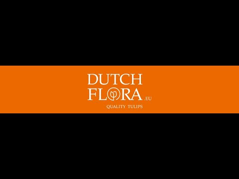 Zonnepanelen Dutchflora
