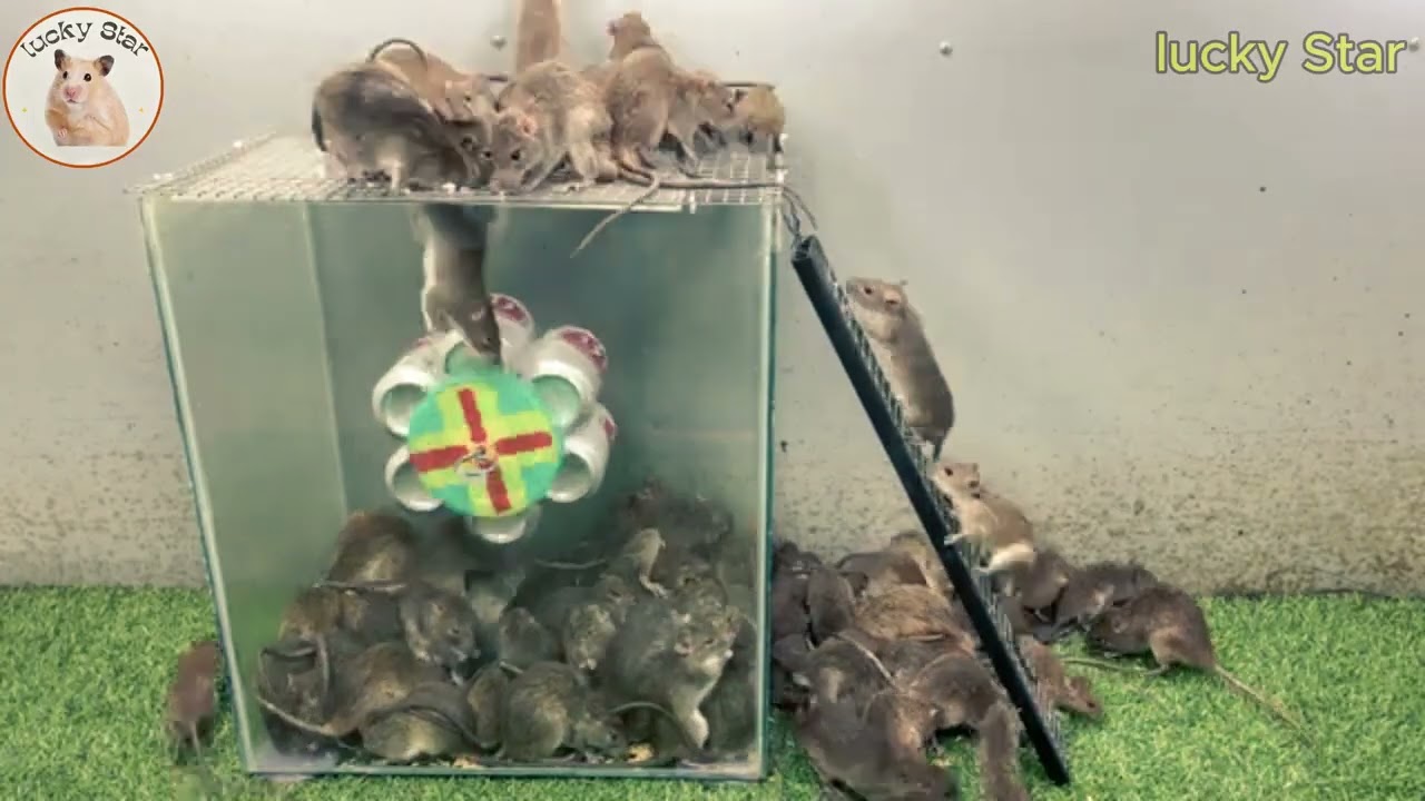 面白いネズミ捕り 2025 | 簡単マウストラップ | DIYマウストラップ | ラットトラップ