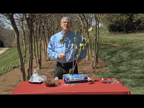 Walter Reeves – Help For Propagating Plants