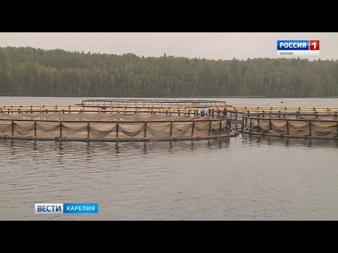 Лабораторию для исследования заболеваний рыб создадут в Карелии