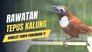 Download lagu Perawatan tepus leher putih ombyokan cepat gacor mp3 Download lagu Perawatan tepus leher putih ombyokan cepat gacor mp3