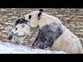 Do you know how pandas play in the snow? 🐼 Panda Funny Moment Videos 🐼 Panda Video Compilation