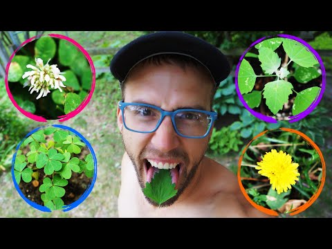 QUICK Foraging Tips ::: 4 easy edible plants to find in your yard!