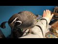 My pet California quail Alvin climbs my arm!