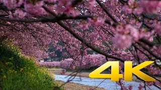 Kawazu Sakura Festival video preview