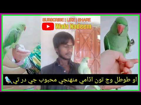 Shaman Ali Mirali Status