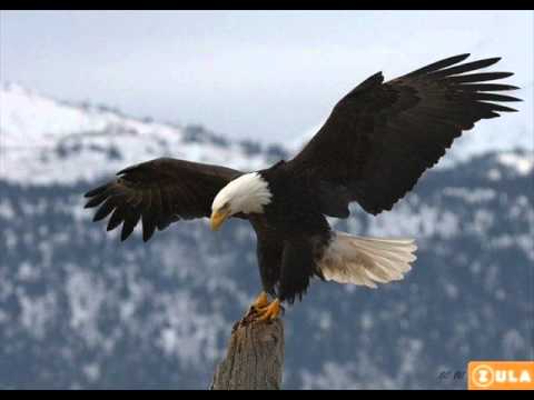 aybek ashmoz - jolan