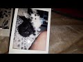 Pictures Of My Lose Cats Are Maxine And Boots