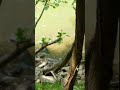 Grackle Bird flies low over Grass Carp. Fish jerks away (splashing sound)in Harpeth River,TN +dated
