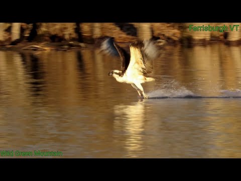 Osprey Skimming Water Cleaning Talons Dives out of nest - April 2023