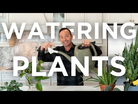 Mastering Plant Care: The Ultimate Guide to Watering Your Plants Correctly