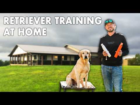 Dog Training Gear for Home (Start with these!)