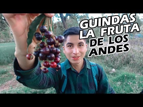 image-¿Qué cosa es guinda?