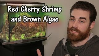 Red Cherry Shrimp Success, Brown Algae and Aquarium Tips