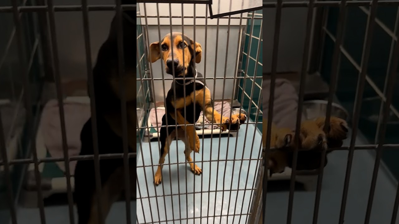 Enlarge Clara, a Adopted Mixed Breed in Nanuet, NY video 1/6