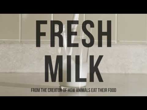 Fresh Milk Teaser