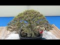 Kelas Bintang IBC Senayan Park 2022 Kelasnya Bonsai Juara