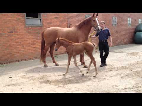 Livaldon filly
