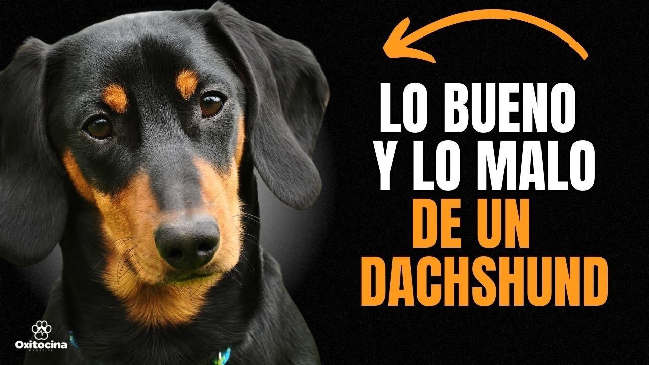 🐶 VENTAJAS Y DESVENTAJAS de tener DACHSHUND (PERRO SALCHICHA)
