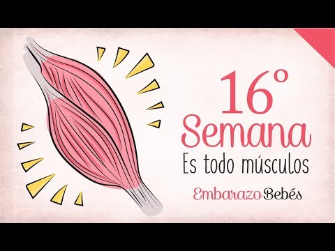 SEMANA 16 de #Embarazo | 4º Mes | Semana a semana