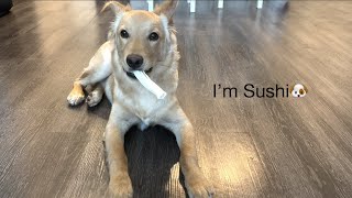 【Sushi】普通の日とお風呂前の恒例行事