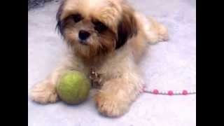 preview picture of video 'shihtzu puppy [7 month old] try to understand my self whistle [funny,cute,smart,awesome]'
