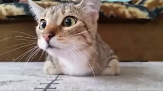 Cat loves to watch horror movies