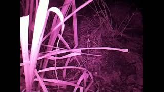 ダルマガエル観察ライブ20250829