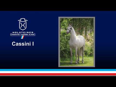 Cassini I - Show Jumping Stallion
