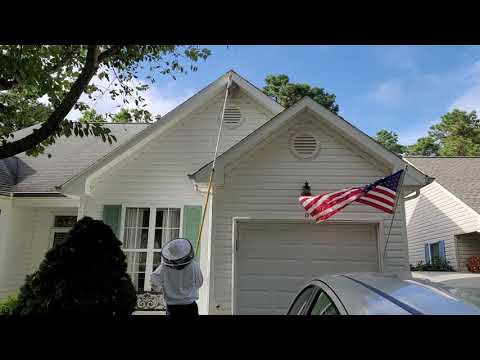 High Rise Hornets' Nest Removal