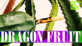 A ROOT STRATEGY For a Stubborn SUGAR DRAGON Cutting ( UPDATE )
