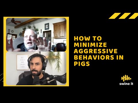 How to minimize aggressive behaviors in pigs - Dr. John McGlone