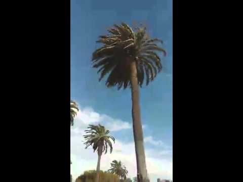 🎥 Neyda... 🌴 Walk witk me to Santa Monica beach #LA #NeydaCam #MuseumWeek