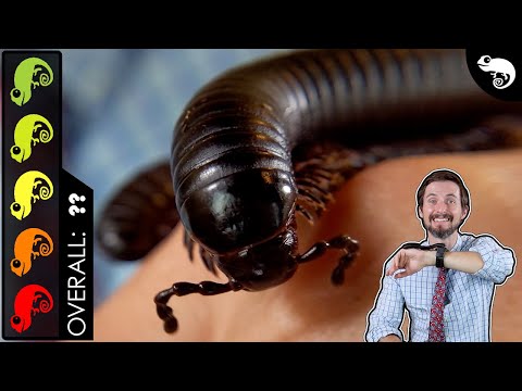 Giant Millipede, The Best Pet Invertebrate?
