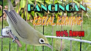 Download lagu ▶️ Ciak Jos Ngeker Pancingan Kecial agar cepat gacor..‼️ TV KEDIT mp3