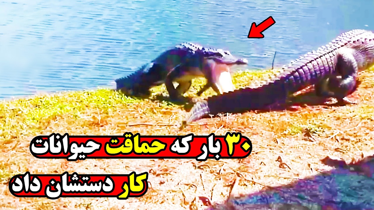 لحظات بدون سانسور از حیواناتی که چوب حماقتشان را خوردند