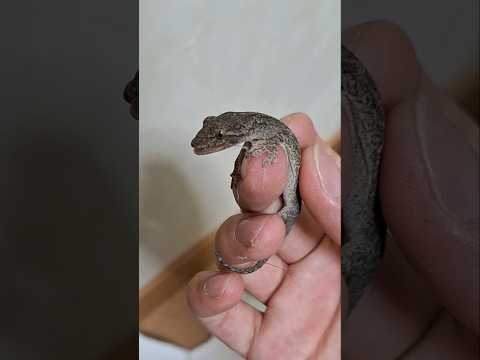 窓の前が自然豊かすぎる【ニホンヤモリ】【オオカマキリ】【アマガエル】#shorts