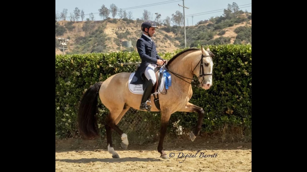 Andiamo 2005, Grand Prix Lusitano Stallion 70%