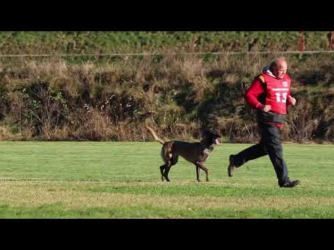 C-Lux av Staalhjerte   B